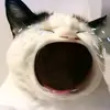 bhawok44