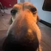 yt_pyedoxyz