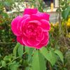 nurrohmah_061