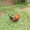 kevingarcia54703