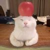 rockcat1216