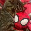 rarasukaspiderman
