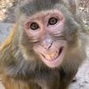 dior_monkey