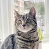 tabbygirlroo