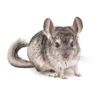 chinchilla1579