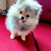 petlover0206