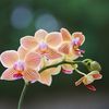fairy_orchids