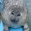 seal_jojo