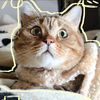 Miao mi