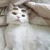 yury_kom1