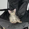 catsdailyfinds