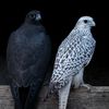 blackbird_584