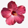 rose967756464