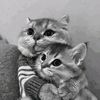 soso_ratib
