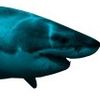 fancysharkphonebr
