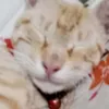 jajavesh