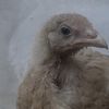 zaghlouli.com1