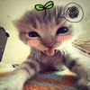 cywalyaa