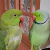 PaRrOt LoVeR