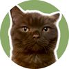 its.bowie.cat