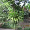 tanlapthainguyen