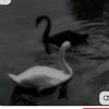 _maralymm__