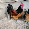 مزرعتي صغيرة (دواجن خير الله)
