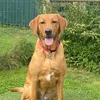 pickle_the_kangadog