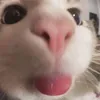 thohaydoi42