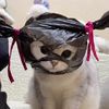 Carrymypaw