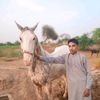 nalainsialarifsial283