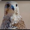tuwaiq685