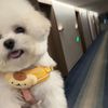 babybichon1128