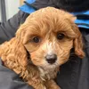 rolothecavapoochon_