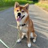 Shibzilla
