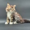 tiramisu_mainecoon