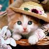 lovecat.0338