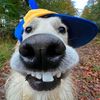 funnypuppy4