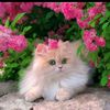 dr.nabeel.chaudhary