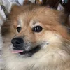 doggodreams3