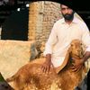 punjab.di.ronak