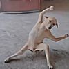 irfan_aja4a