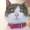 Clipingboy