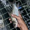 rapaa.microfishing
