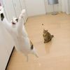 ilovecats3592