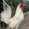 j.a.bantam.bantex