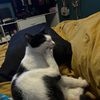 very.chubby.cat