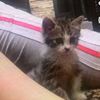 heliiiina_1390poph