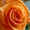 linda.flor452