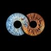 blue_and_brown2
